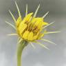 Fotografia 8 da espécie Tragopogon dubius do Jardim Botânico UTAD