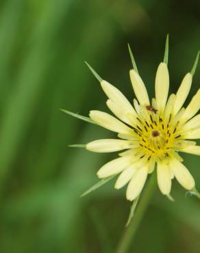 Fotografia 10 da espécie Tragopogon dubius no Jardim Botânico UTAD