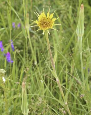 Fotografia 11 da espécie Tragopogon dubius no Jardim Botânico UTAD