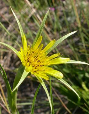 Fotografia 12 da espécie Tragopogon dubius no Jardim Botânico UTAD