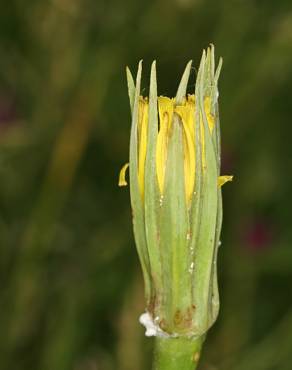 Fotografia 13 da espécie Tragopogon dubius no Jardim Botânico UTAD