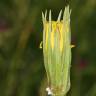 Fotografia 13 da espécie Tragopogon dubius do Jardim Botânico UTAD