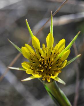 Fotografia 15 da espécie Tragopogon dubius no Jardim Botânico UTAD