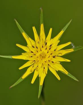 Fotografia 16 da espécie Tragopogon dubius no Jardim Botânico UTAD