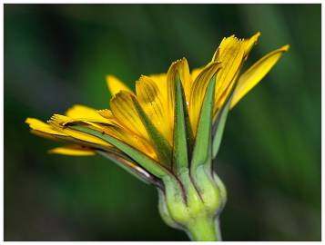 Fotografia da espécie Tragopogon pratensis