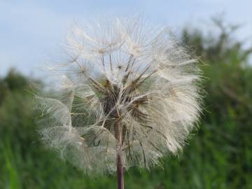 Fotografia da espécie Tragopogon pratensis