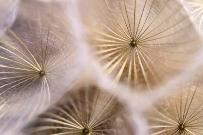 Fotografia da espécie Tragopogon pratensis