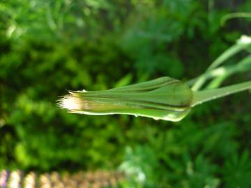 Fotografia da espécie Tragopogon pratensis