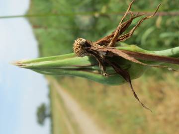 Fotografia da espécie Tragopogon pratensis