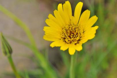 Fotografia da espécie Tragopogon pratensis