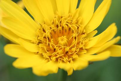 Fotografia da espécie Tragopogon pratensis