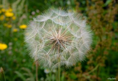 Fotografia da espécie Tragopogon pratensis