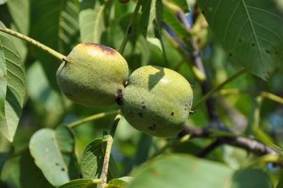 Fotografia da espécie Juglans regia