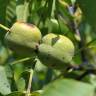 Fotografia 6 da espécie Juglans regia do Jardim Botânico UTAD