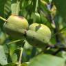 Fotografia 6 da espécie Juglans regia do Jardim Botânico UTAD