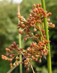 Juncus effusus