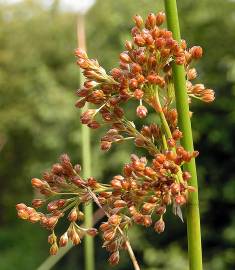 Fotografia da espécie Juncus effusus