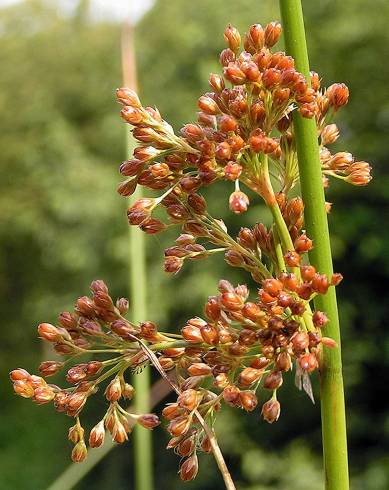 Fotografia de capa Juncus effusus - do Jardim Botânico