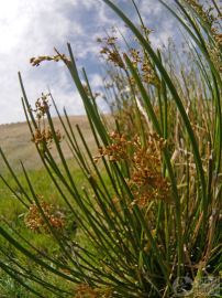 Fotografia da espécie Juncus effusus