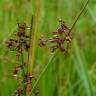 Fotografia 3 da espécie Juncus effusus do Jardim Botânico UTAD