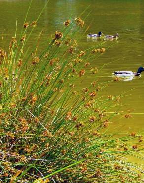 Fotografia 4 da espécie Juncus effusus no Jardim Botânico UTAD