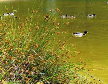 Fotografia da espécie Juncus effusus