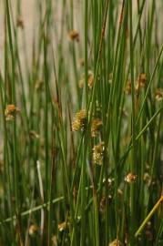 Fotografia da espécie Juncus effusus