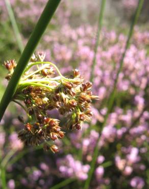 Fotografia 7 da espécie Juncus effusus no Jardim Botânico UTAD