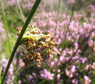 Fotografia da espécie Juncus effusus