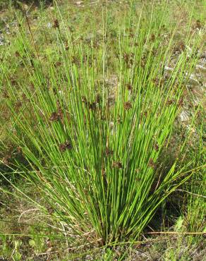 Fotografia 8 da espécie Juncus effusus no Jardim Botânico UTAD