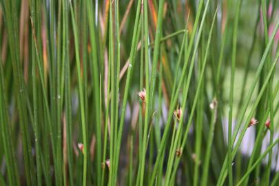 Fotografia da espécie Juncus effusus