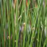 Fotografia 10 da espécie Juncus effusus do Jardim Botânico UTAD