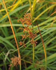 Fotografia da espécie Juncus effusus