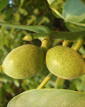 Fotografia 9 da espécie Juglans regia no Jardim Botânico UTAD