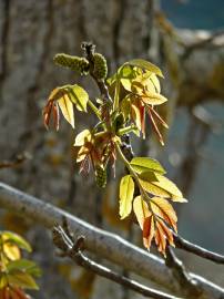 Fotografia da espécie Juglans regia