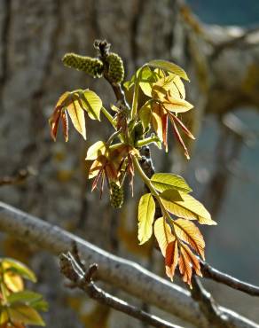 Fotografia 10 da espécie Juglans regia no Jardim Botânico UTAD