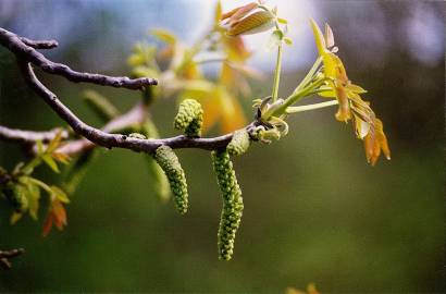 Fotografia da espécie Juglans regia