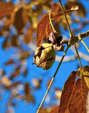 Fotografia 1 da espécie Juglans regia no Jardim Botânico UTAD