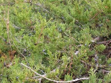 Fotografia da espécie Juniperus horizontalis