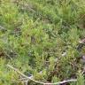 Fotografia 4 da espécie Juniperus horizontalis do Jardim Botânico UTAD