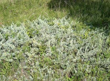 Fotografia da espécie Juniperus horizontalis
