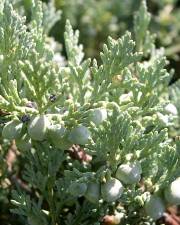 Fotografia da espécie Juniperus horizontalis