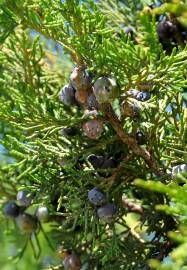 Fotografia da espécie Juniperus thurifera