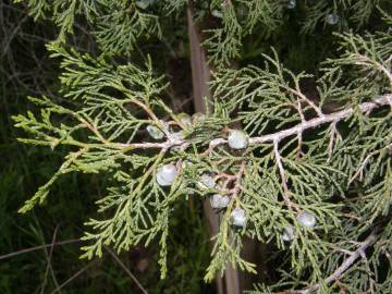 Fotografia da espécie Juniperus thurifera