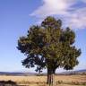 Fotografia 6 da espécie Juniperus thurifera do Jardim Botânico UTAD