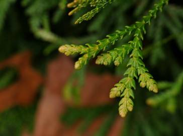 Fotografia da espécie Juniperus horizontalis