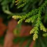 Fotografia 6 da espécie Juniperus horizontalis do Jardim Botânico UTAD