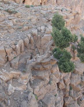 Fotografia 8 da espécie Juniperus thurifera no Jardim Botânico UTAD