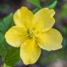 Fotografia 7 da espécie Kerria japonica do Jardim Botânico UTAD