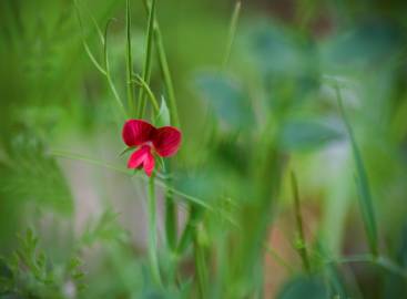 Fotografia da espécie Lathyrus cicera